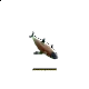 Super Animals Super Shark Edition Super Animals Super Shark Edition